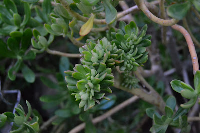 Sedum praealtum - Green cockscomb - Greater Mexican stonecrop care and culture