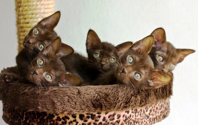 Havana Brown Kittens