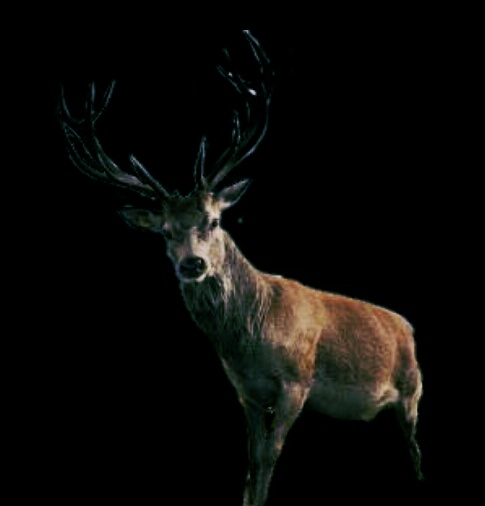 Zombie deer brain disease