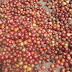  Post Harvest Process Robusta Mas Back Coffee Purbalingga