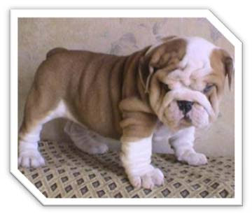 Cute Bulldog Puppies Pictures