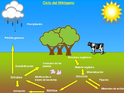 Resultado de imagen para CICLO DEL NITROGENO