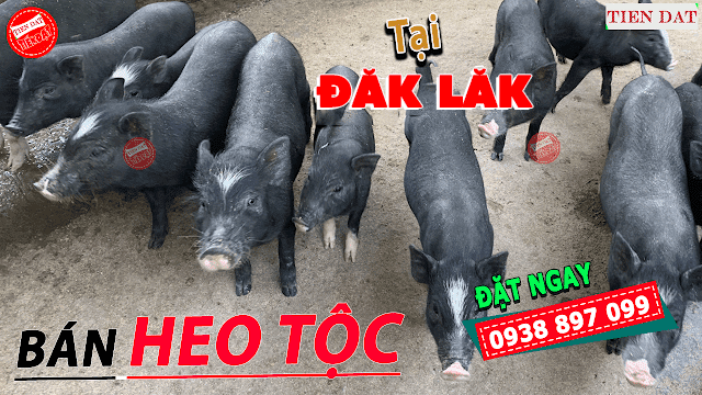 Địa chỉ bán heo tộc, heo đen, heo đồng bào, heo mọi tại Đăk Lăk Giá rẻ