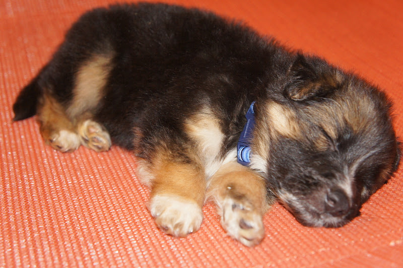 The Football Puppies are 4 weeks old so they won't be ready for    football wag blog