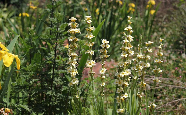 Sisyrinchium Striatum Flowers Pictures