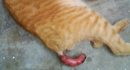 Malang Nasib Seekor Kucing Apabila Ekornya Dibakar