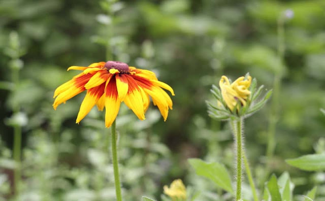 Rudbeckia Hirta Flowers Pictures