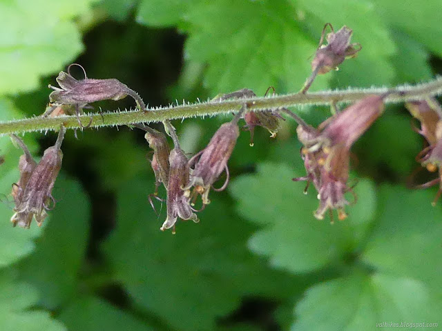 54: drying purple flowers