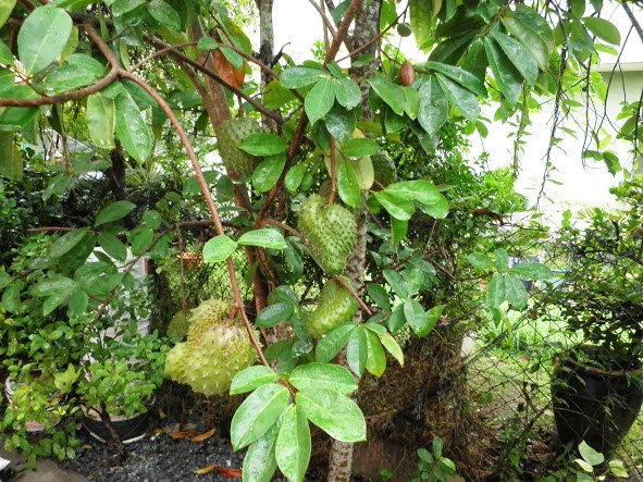 Herba & Kesihatan: DURIAN BELANDA