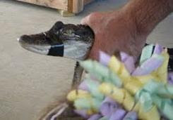 gator close up