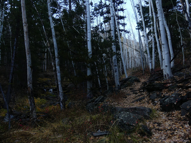 042: trail and creek among aspens