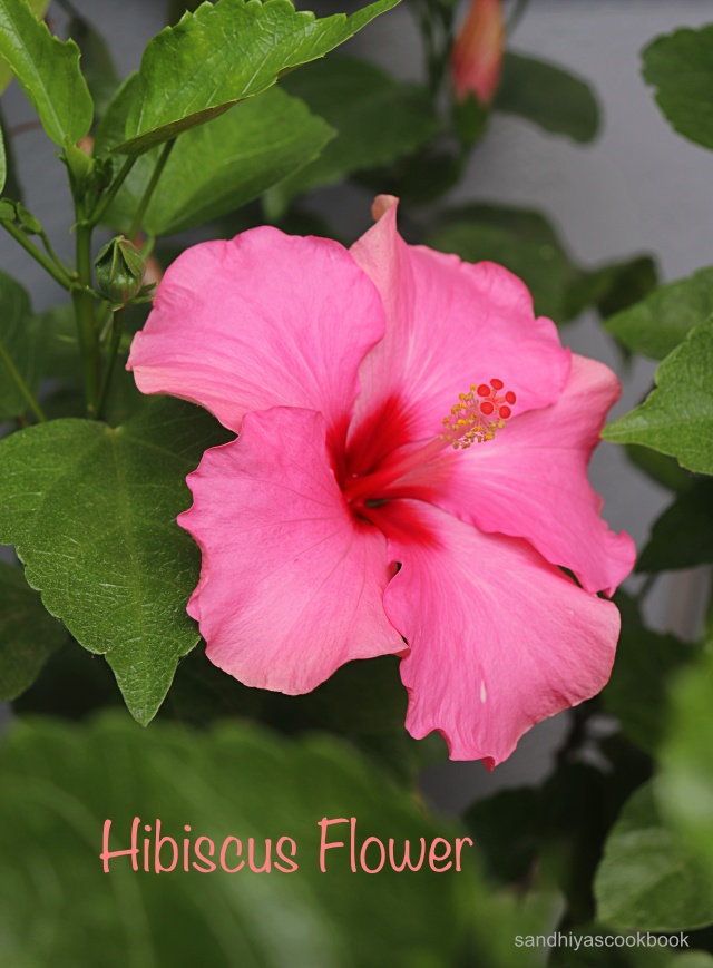 Pink Hibiscus Flower