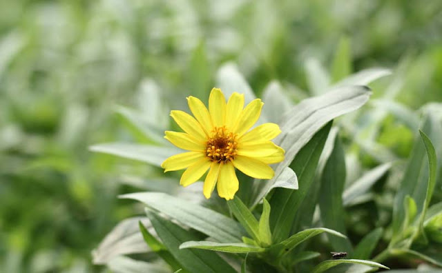 Narrow-Leaf Zinnia Flowers