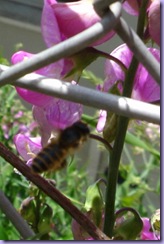 mini_DSC08839