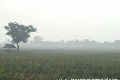 Pesona Indramayu Selatan : Kabut Padi di Desa Jambak