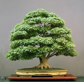 Japanese Maple (Acer palmatum)  Bonsai