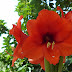 Amaryllis wallpapers hd
