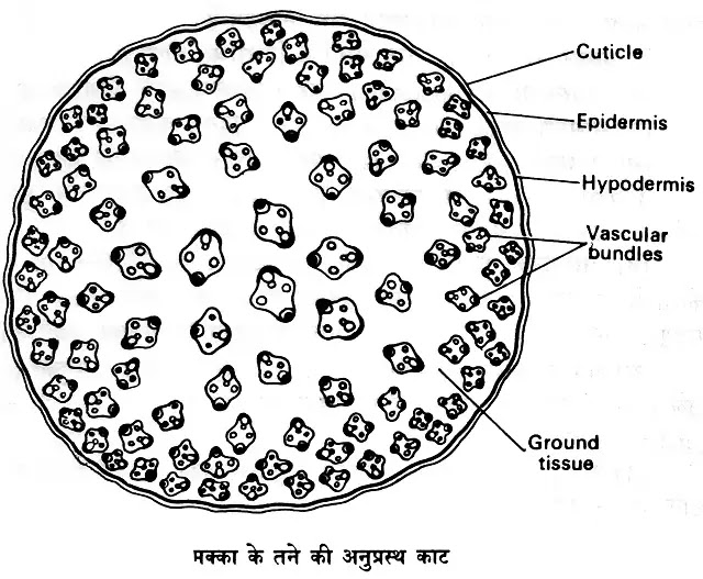 एकबीजपत्री तने की आन्तरिक रचना (internal structure of monocot stem)|hindi