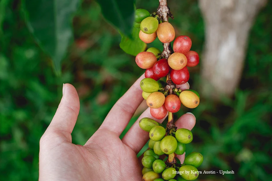 Coffee bean cherries