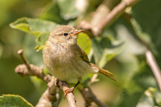 Chiffchaff DFBridgeman