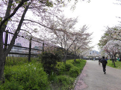 桜之宮公園の桜並木（お花見ウォーキング）