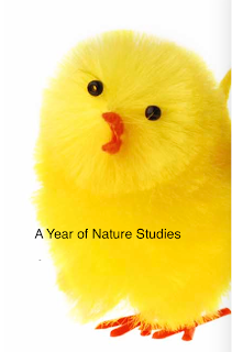 A Year of Nature Studies