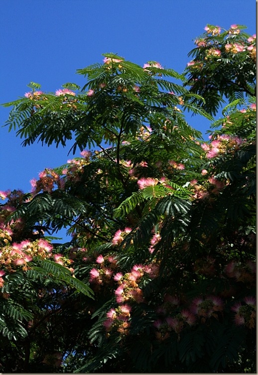 mimosa3