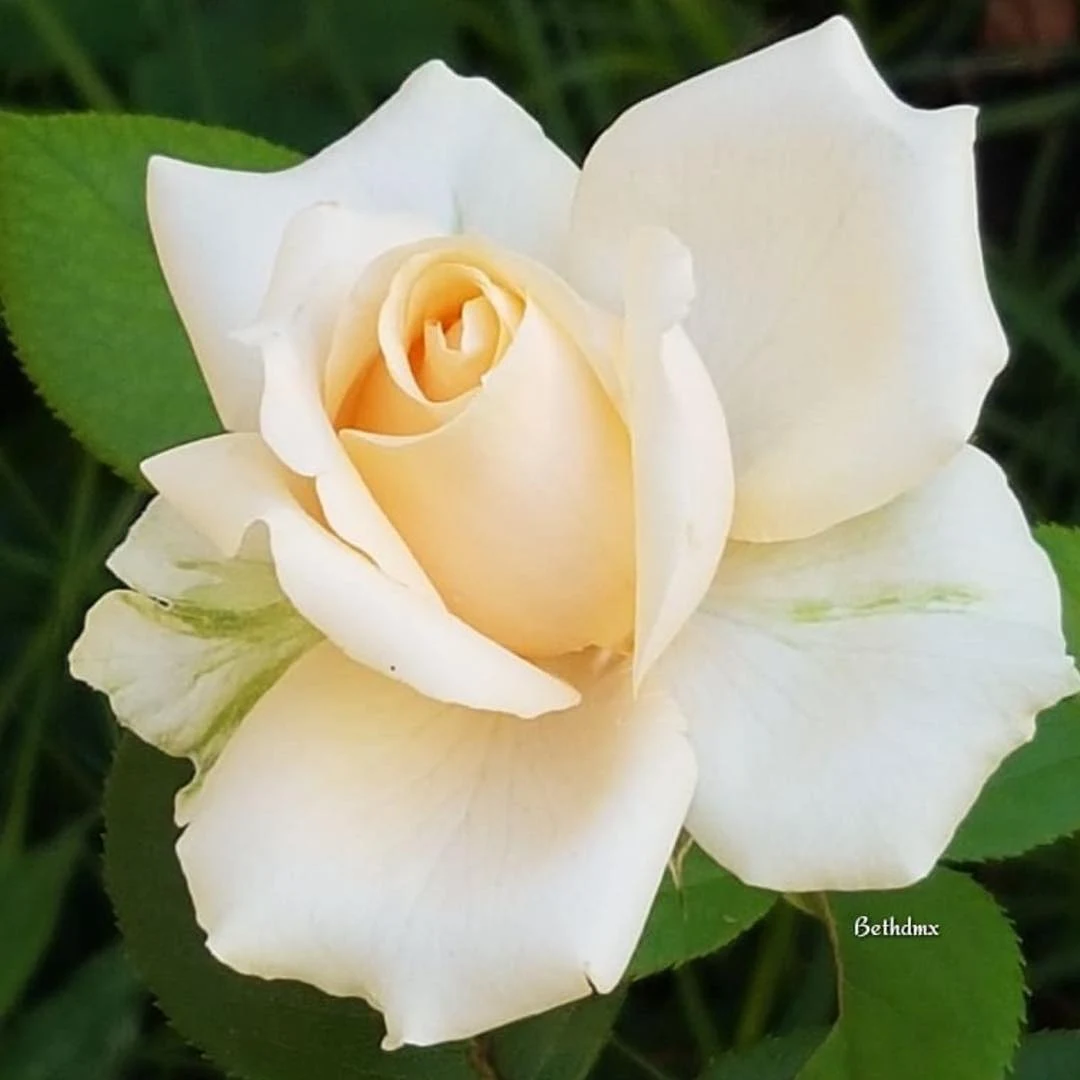 সাদা গোলাপ ফুলের ছবি - Pictures of white roses - গোলাপ ফুলের ছবি ডাউনলোড - বিভিন্ন রঙের গোলাপ ফুলের ছবি ডাউনলোড - rose flower - NeotericIT.com