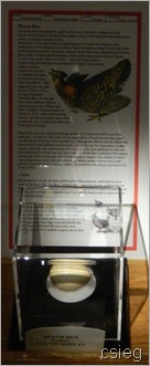 Birds Heath Hen Extinct