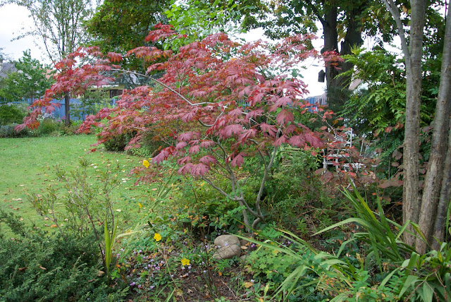 Acer, Erable, Sapindaceae, Petit arbre, couleur d'automne, sous les grands arbres, arbre pour mi-ombre