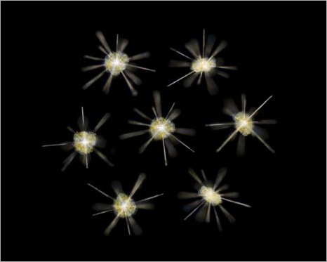  Plankton  of Christmas Seen On lolpicturegallery.blogspot.com