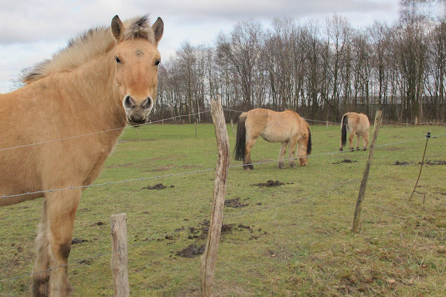 Ertbruggebos: mijn nieuwe ietwat jaloerse maat ...