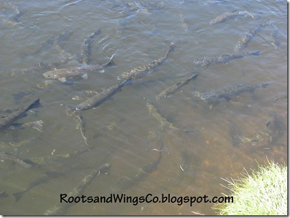 trout