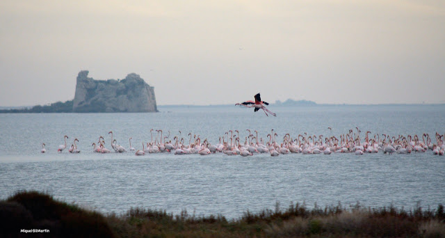 Flamencs per la Torre de Sant Joan