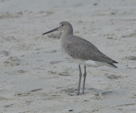 Willet (Catoptrophorus semipalmatus) 