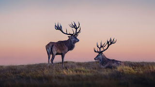 صورة اثنين من الرنة ، صور حيوانات جميلة بدقة 4K