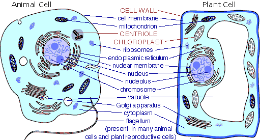 chromosomes in animal cell. plant cells vs animal cells