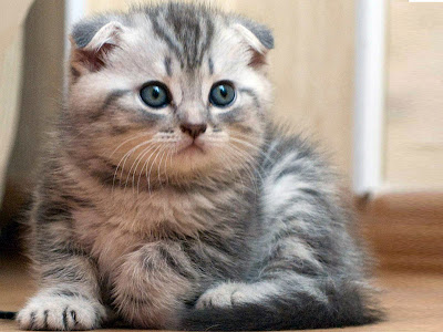 gambar anakan kucing scottish fold