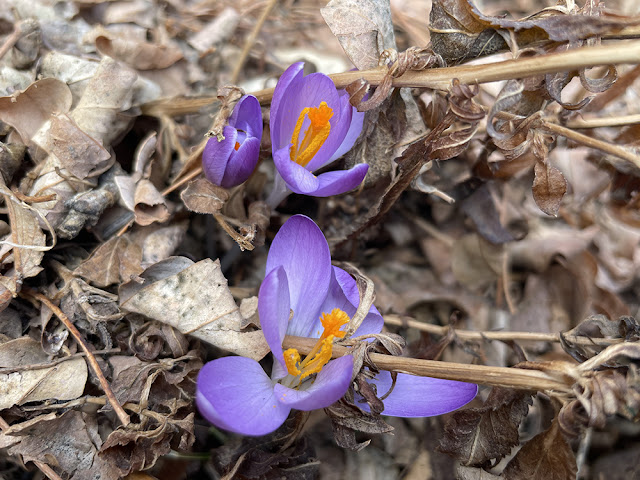 first sign of spring in santa fe, new mexico - purple crocus. photo by artist dawn chandler