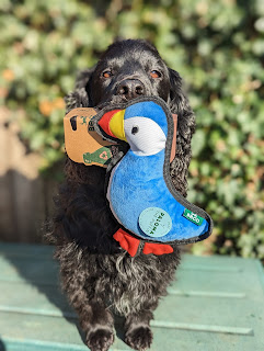 Boris the Black Cocker Spaniel sitting in front of a wall of ivy holding in his mouth a bright blue toy Puffin which he'd claimed as his own, so I could hardly leave him out of the post