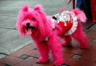 Latest Fashion Trends For Dog