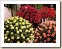 expoflora2