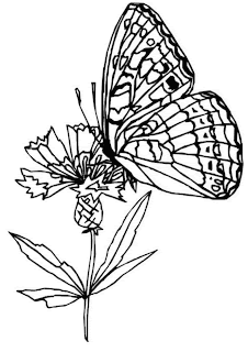 butterfly coloring pages,flower and butterfly coloring pages