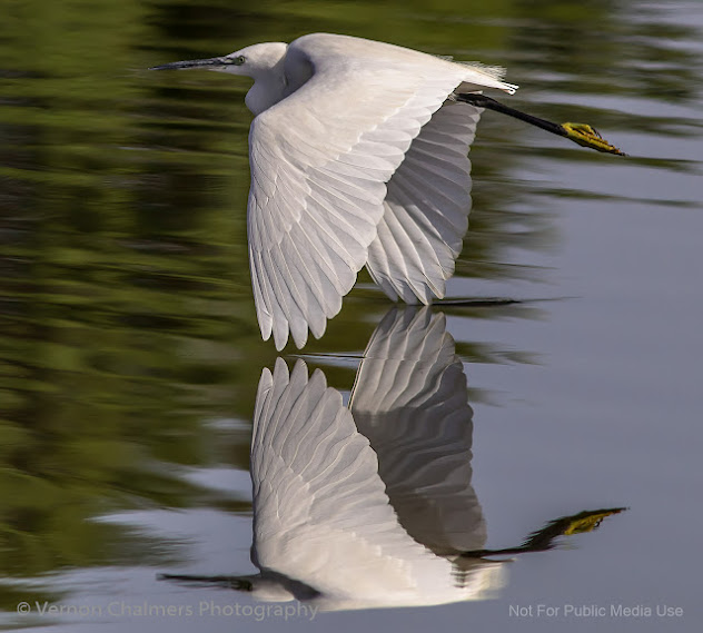 Little Egret flying over Clean Water, Diep River Woodbridge Island, Cape Town