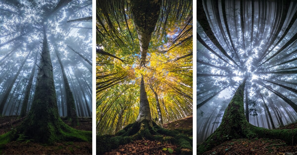 Awe-Inspiring Photographs Depict The Stunning Beauty Of The Forest From The Bottom Looking Up