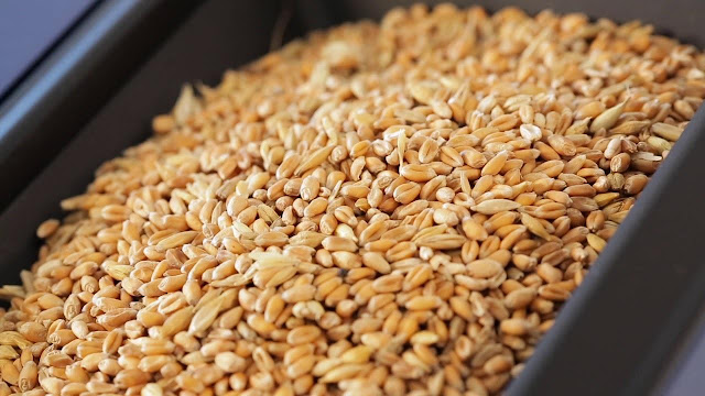 Grain Analysis