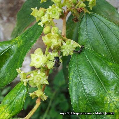 Pokok Bunga Kelulut Bidara Ziziphus mauritiana Kelab 