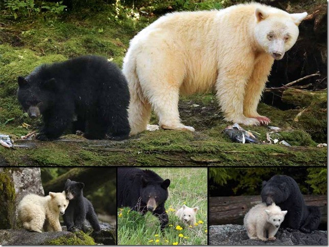 bears