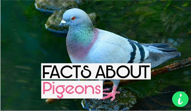 Pigeons Facts