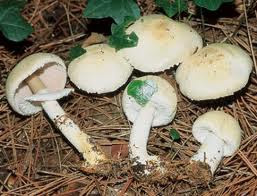 Agaricus essettei